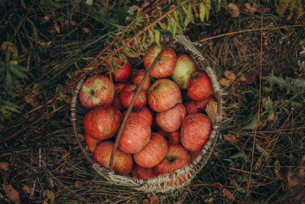 herbstliche Superfoods